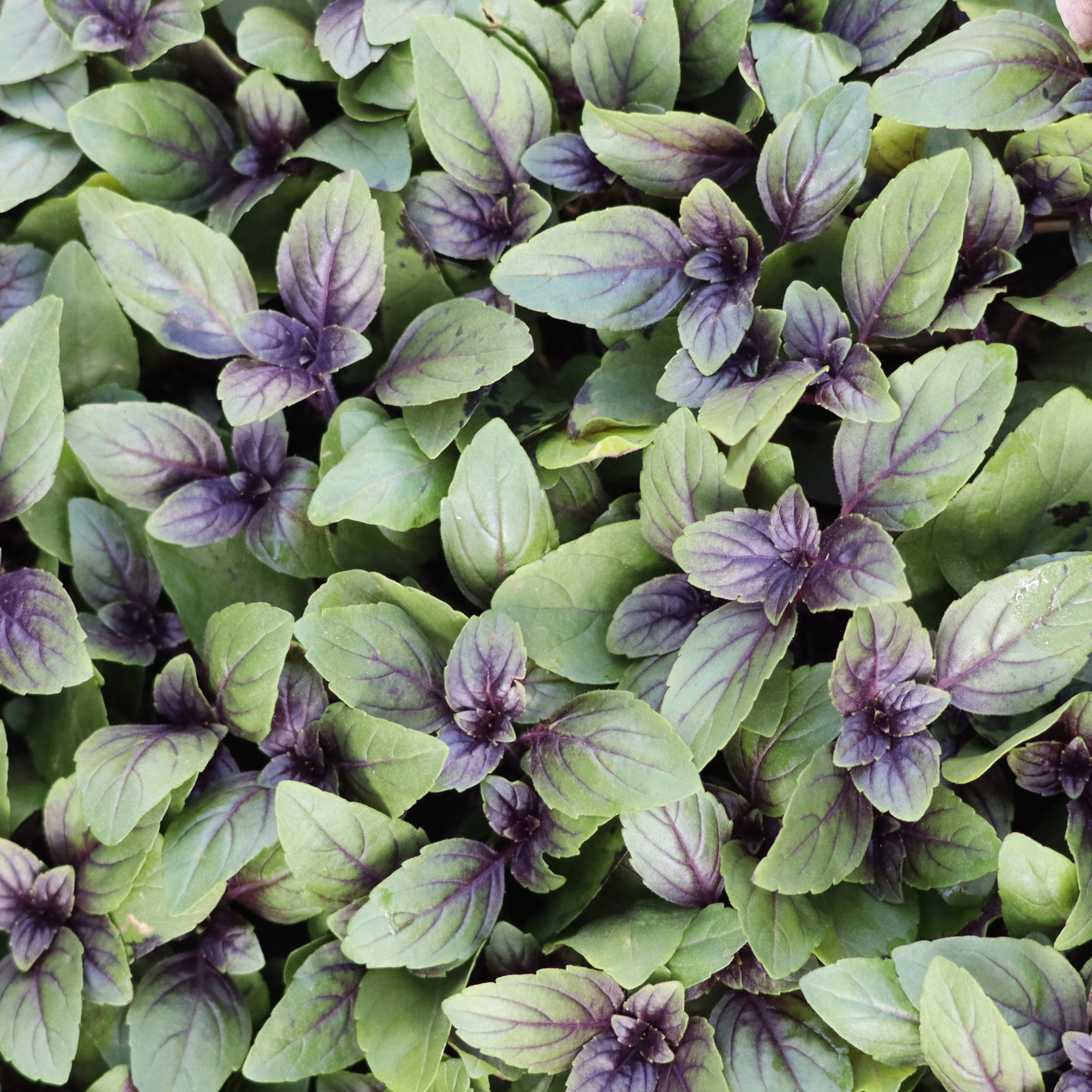 Ocimum (Basil) hybrida Blue